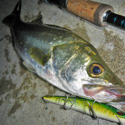 リバーシーバス