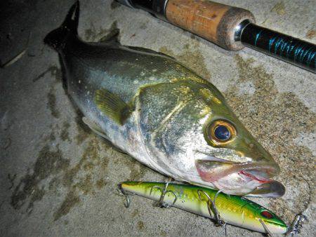 リバーシーバス