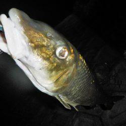 リバーでニゴイ