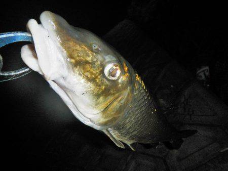 リバーでニゴイ