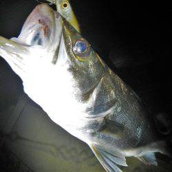 リバーシーバス