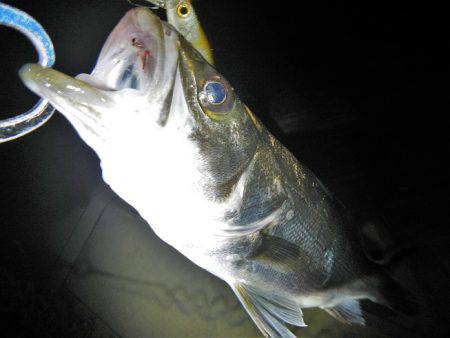 リバーシーバス