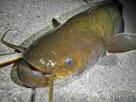 良い引きでした