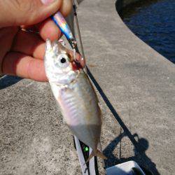 太刀魚のちデイアジング