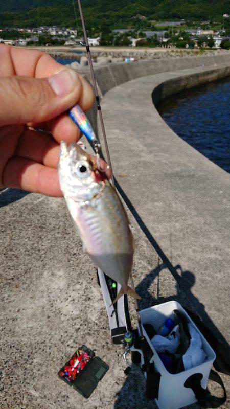 太刀魚のちデイアジング