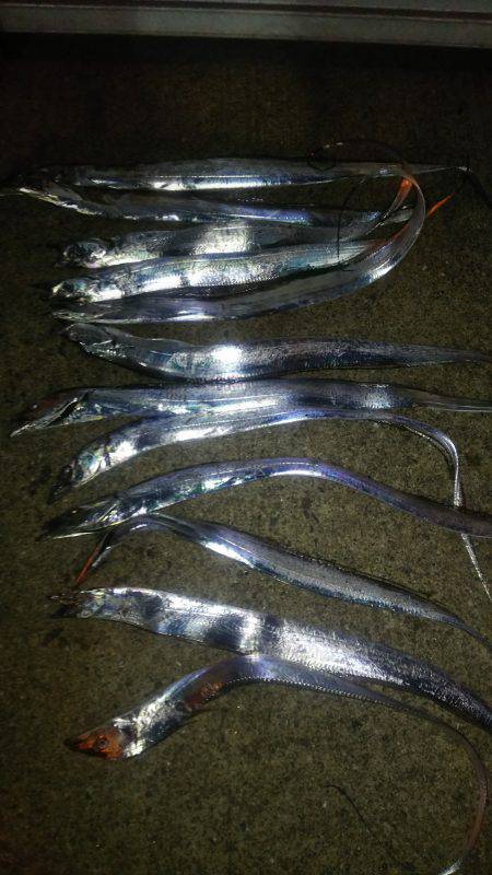 夏タチ爆釣！！