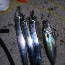 今日は当たりや！