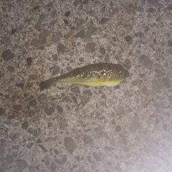 泉佐野漁港の釣果