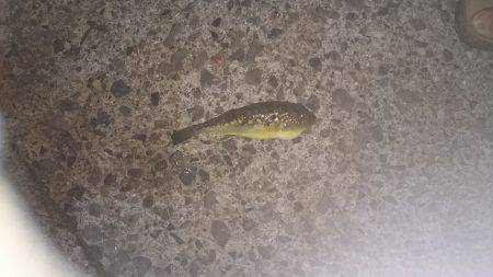 泉佐野漁港の釣果