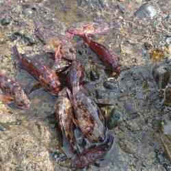 ガシラポンポン