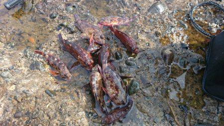 ガシラポンポン