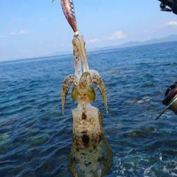 仕事出張でエギング