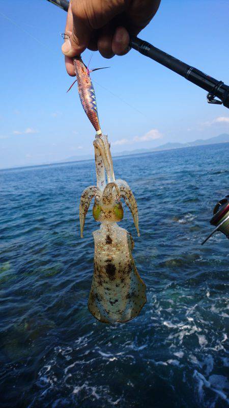 仕事出張でエギング