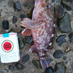 野島沖堤ライトゲーム