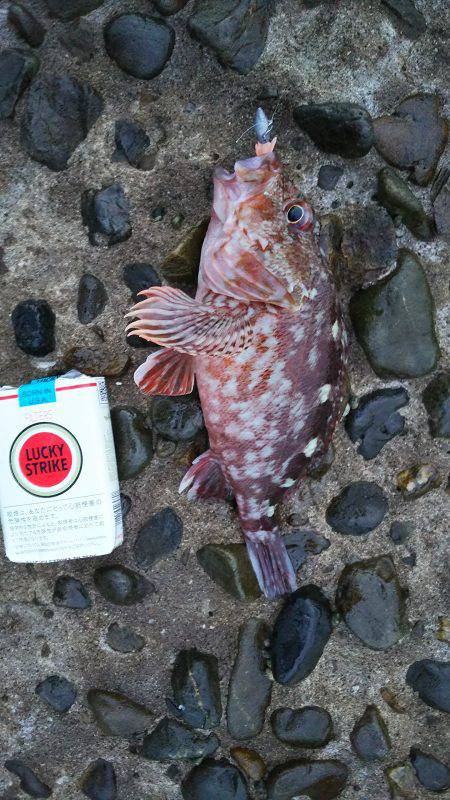 野島沖堤ライトゲーム