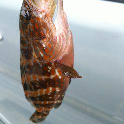 アコウどころではない