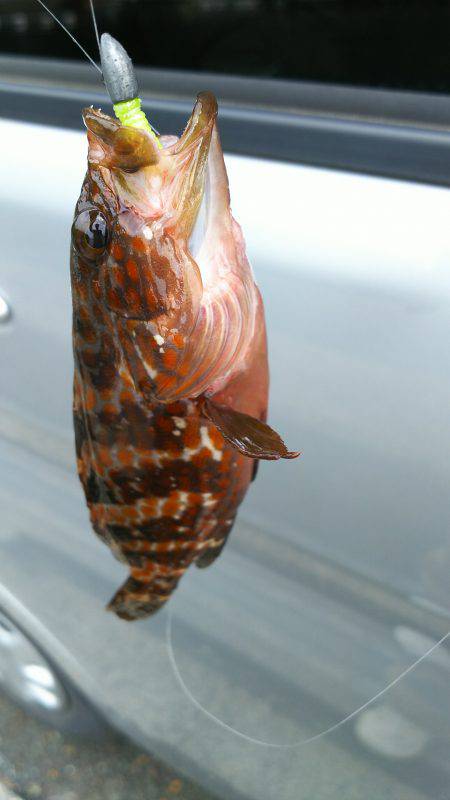 アコウどころではない