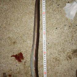 四連チャン釣行！！アナゴにきも釣れてます