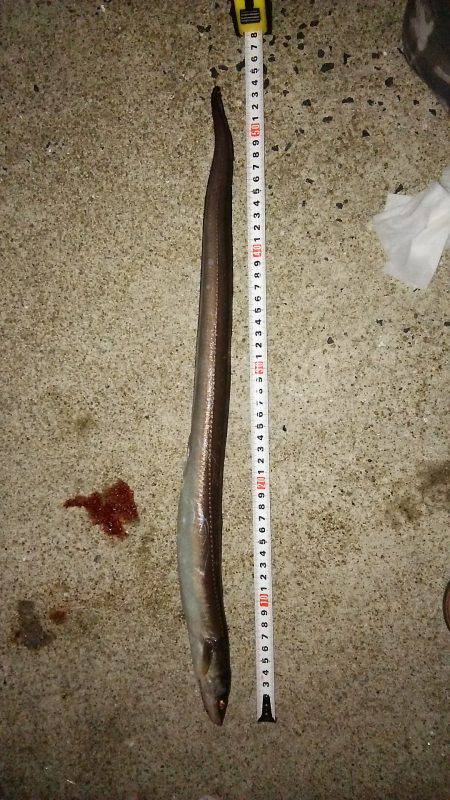 四連チャン釣行！！アナゴにきも釣れてます