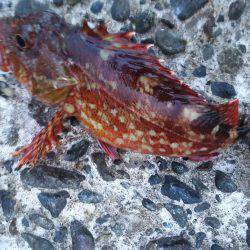 野島沖堤ライトゲーム