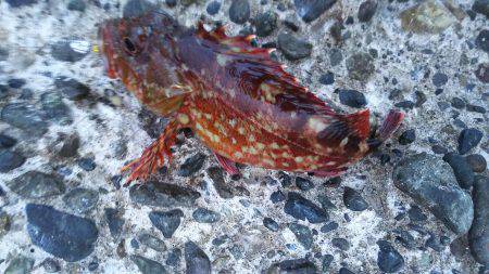 野島沖堤ライトゲーム