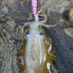 仕事重要出張でエギング