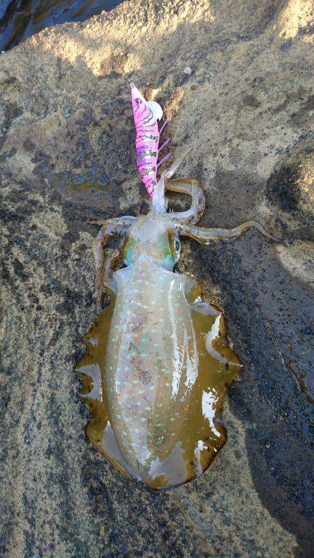 仕事重要出張でエギング