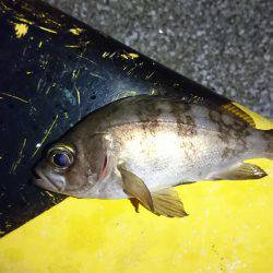 アジ狙いのつもりが、