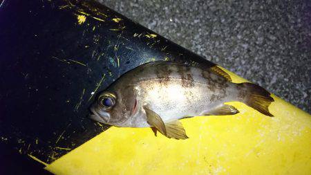 アジ狙いのつもりが、