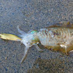 夕方ちょいエギング