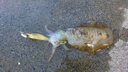 夕方ちょいエギング