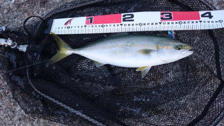 ハマチ！？ツバス！？