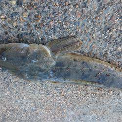 73㎝のマゴチが釣れました