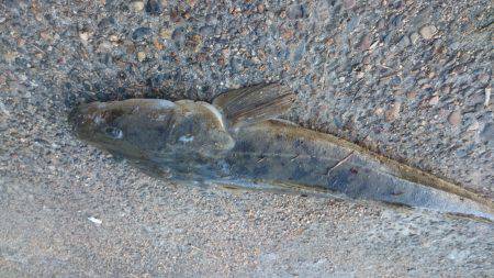 73㎝のマゴチが釣れました