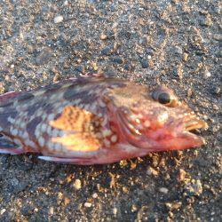 お手軽電気浮き釣り