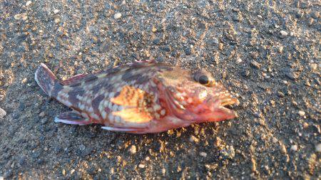 お手軽電気浮き釣り