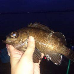 アオイソメ最強伝説