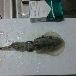 ケンサキイカ狙い
