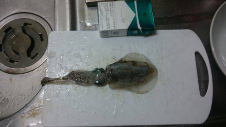 ケンサキイカ狙い