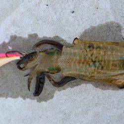 今季初エギング