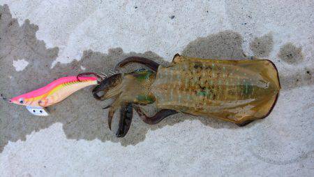 今季初エギング