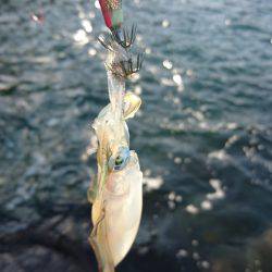 まだまだ小さい