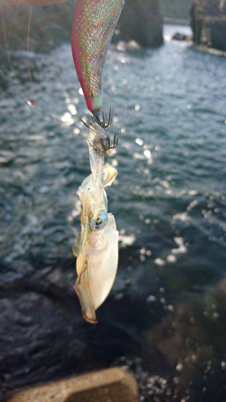 まだまだ小さい