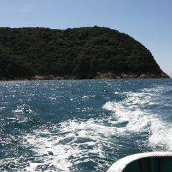 シイラのはずが…