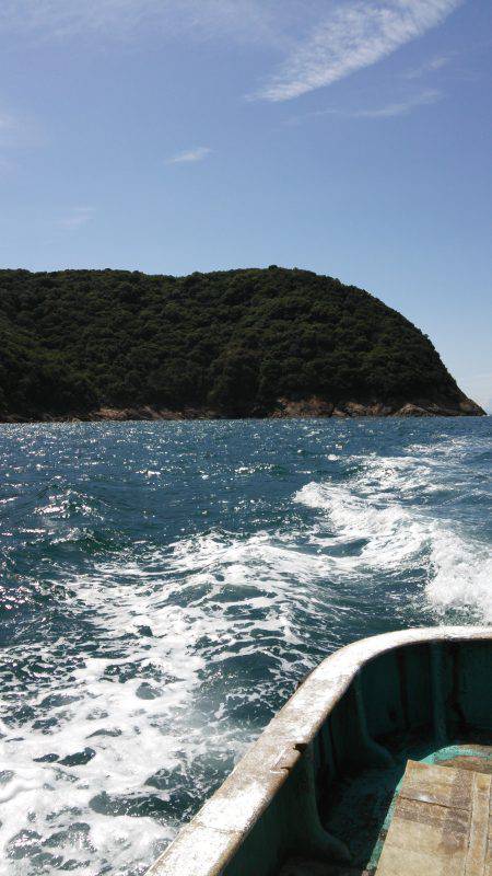 シイラのはずが…