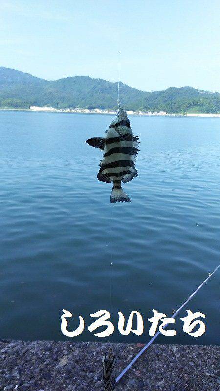 香住飲ませ釣り。