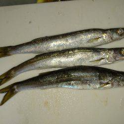 ショアジギング