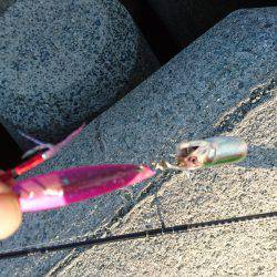 青物を求めて〜!!