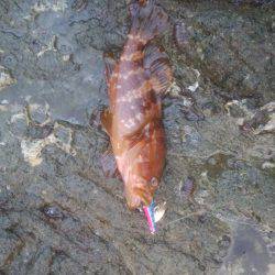 ロックフィッシュ