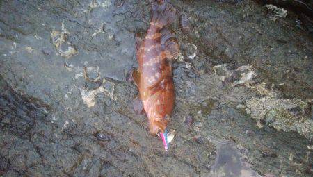 ロックフィッシュ